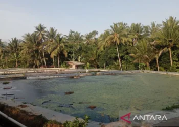 Kolam perikanan budi daya di Banyumas mulai terdampak kekeringan