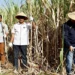 Unsoed Purwokerto bersama Pabrik Gula Sragi dan Perhutani panen perdana tebu