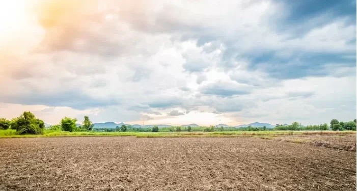 Puluhan Hektar Sawah di Banyumas Gagal Panen akibat Kekeringan dan Hama