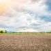 Puluhan Hektar Sawah di Banyumas Gagal Panen akibat Kekeringan dan Hama