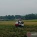 Dispertan: Cilacap Surplus 230.000 Ton Gabah Kering Giling pada Juli 2023